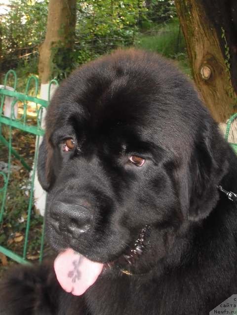 Фото: ньюфаундленд Spasatel' s Berega Dona (Спасатель с Берега Дона)