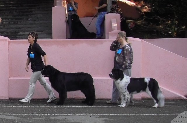 Фото: ньюфаундленд Aquatoriya Kelvin Out of The Blue (Акватория Келвин Оут оф зе Блю), ньюфаундленд Sent Djons Faberge Collection (Сент Джонс Фаберже Коллекшен)