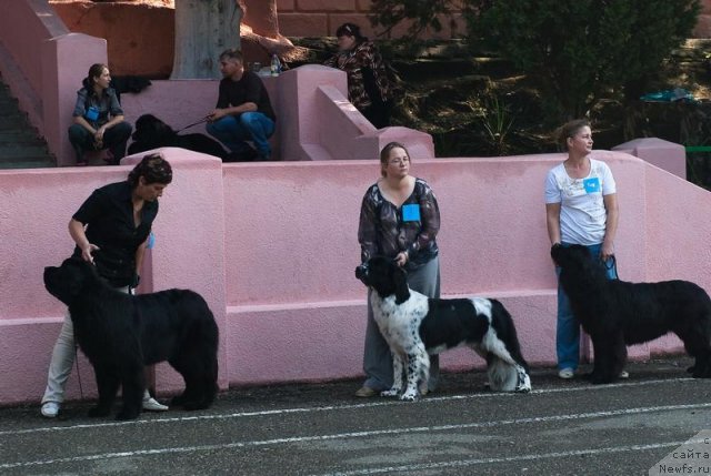 Фото: ньюфаундленд Aquatoriya Kelvin Out of The Blue (Акватория Келвин Оут оф зе Блю), ньюфаундленд Sent Djons Faberge Collection (Сент Джонс Фаберже Коллекшен), ньюфаундленд Slavjanka s Berega Dona (Славянка с Берега Дона)