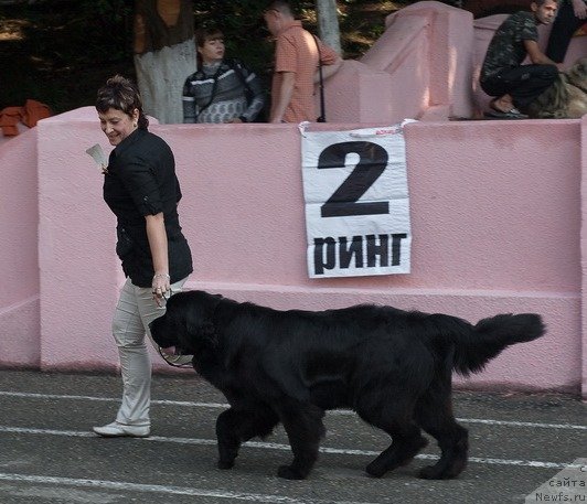 Фото: ньюфаундленд Aquatoriya Kelvin Out of The Blue (Акватория Келвин Оут оф зе Блю)