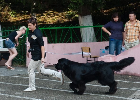 Фото: ньюфаундленд Aquatoriya Kelvin Out of The Blue (Акватория Келвин Оут оф зе Блю)