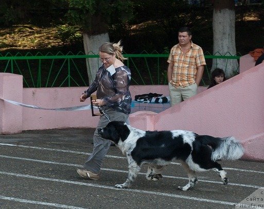 Фото: ньюфаундленд Sent Djons Faberge Collection (Сент Джонс Фаберже Коллекшен)