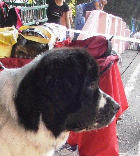 Фото: ньюфаундленд Sent Djons Faberge Collection (Сент Джонс Фаберже Коллекшен)