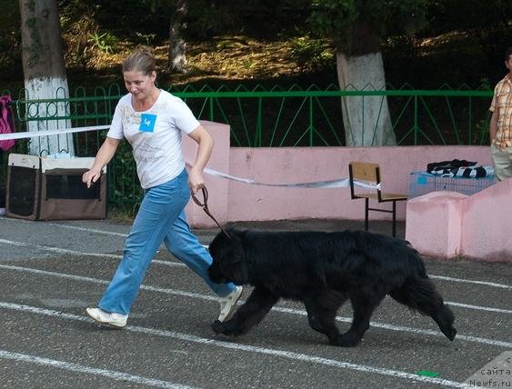 Фото: ньюфаундленд Slavjanka s Berega Dona (Славянка с Берега Дона)