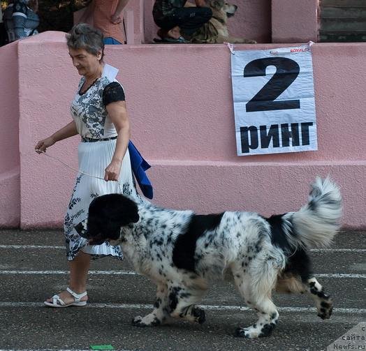 Фото: ньюфаундленд Daanich YAbloki na Snegu (Даанич Яблоки на Снегу)