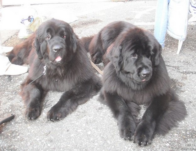 Фото: ньюфаундленд Aquatoriya Kelvin Out of The Blue (Акватория Келвин Оут оф зе Блю), ньюфаундленд Aquatoriya Kelvin Inspirit Life (Акватория Келвин Инспирит Лайф)