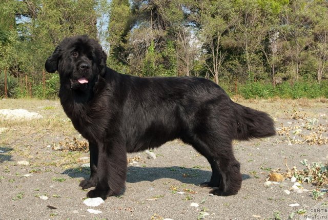 Фото: ньюфаундленд Aquatoriya Kelvin Inspirit Life (Акватория Келвин Инспирит Лайф)