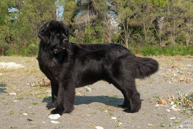 Фото: ньюфаундленд Aquatoriya Kelvin Inspirit Life (Акватория Келвин Инспирит Лайф)