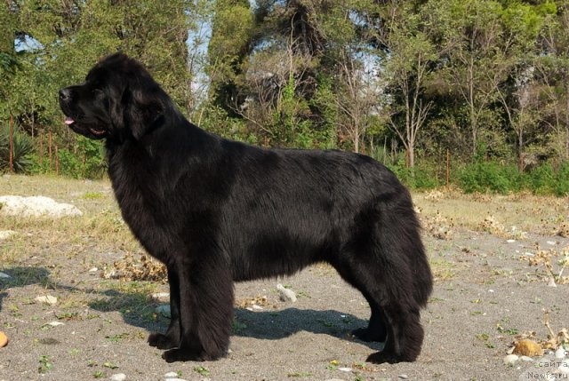 Фото: ньюфаундленд Aquatoriya Kelvin Inspirit Life (Акватория Келвин Инспирит Лайф)