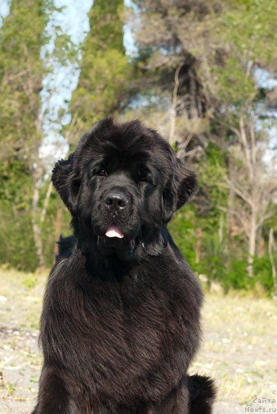 Фото: ньюфаундленд Aquatoriya Kelvin Inspirit Life (Акватория Келвин Инспирит Лайф)