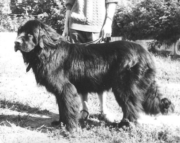 Фото: ньюфаундленд Kardinal Rishel' A Adbess Al'ter YEgo (Кардинал Ришель А Адбесс Альтер Эго)