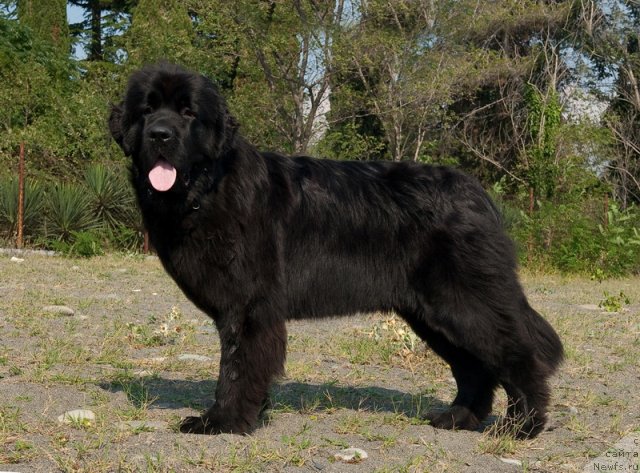 Фото: ньюфаундленд Aquatoriya Kelvin Out of The Blue (Акватория Келвин Оут оф зе Блю)