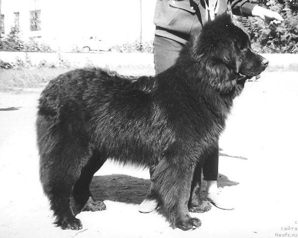 Фото: ньюфаундленд Visara Lero (Висара Леро)