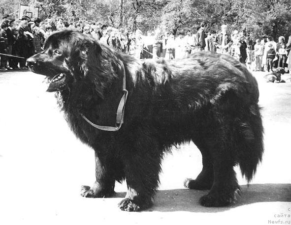 Фото: ньюфаундленд Ron Janess (Рон Жанесс)