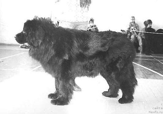 Фото: ньюфаундленд Ryechel Vikteri of Layf Seyver (Рэчел Виктери оф Лайф Сейвер)