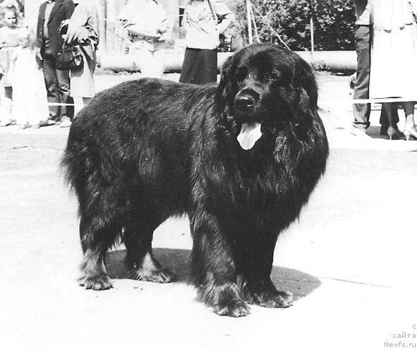 Фото: ньюфаундленд Ost Mollidyen (Ост Моллидэн)