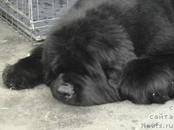 Фото: ньюфаундленд Midnight Lady's My Heart Goes Boom