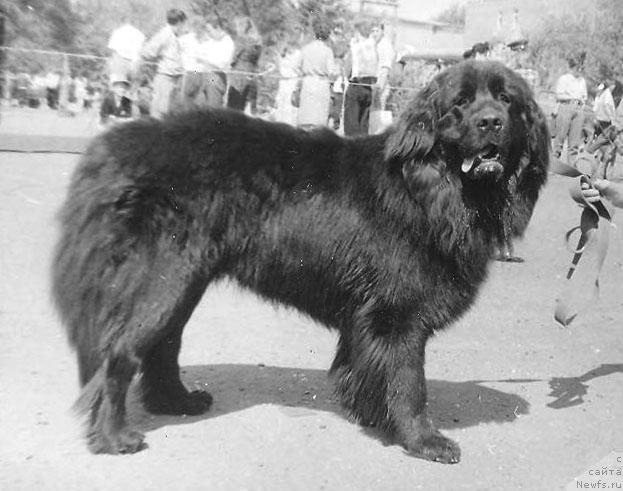 Фото: ньюфаундленд Tehas Penni of Layf Seyver (Техас Пенни оф Лайф Сейвер)