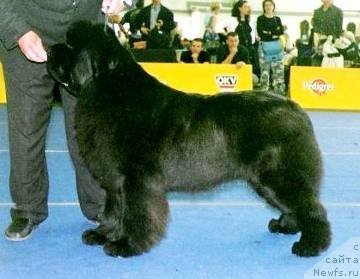 Фото: ньюфаундленд Pouch Cove's Heads I Win Cayuga