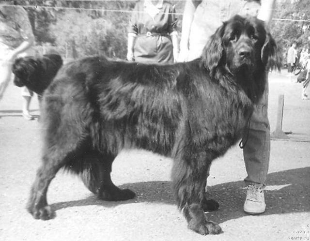 Фото: ньюфаундленд Teyla Penni of Layf Seyver (Тейла Пенни оф Лайф Сейвер)