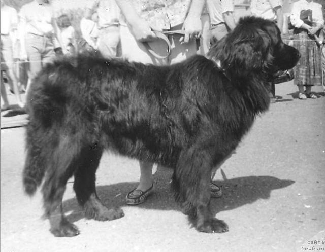 Фото: ньюфаундленд Teodora Penni of Layf Seyver (Теодора Пенни оф Лайф Сейвер)
