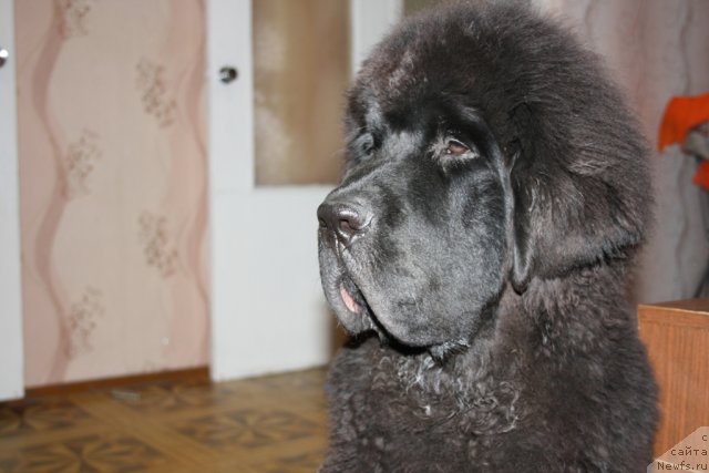 Фото: ньюфаундленд Beguschaya po Volnam Zero Kool (Бегущая по Волнам Зеро Коол)