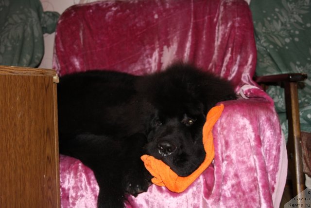 Фото: ньюфаундленд Beguschaya po Volnam Zero Kool (Бегущая по Волнам Зеро Коол)