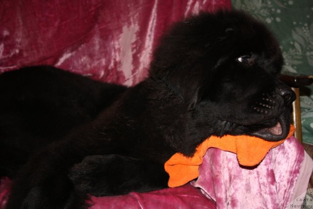 Фото: ньюфаундленд Beguschaya po Volnam Zero Kool (Бегущая по Волнам Зеро Коол)