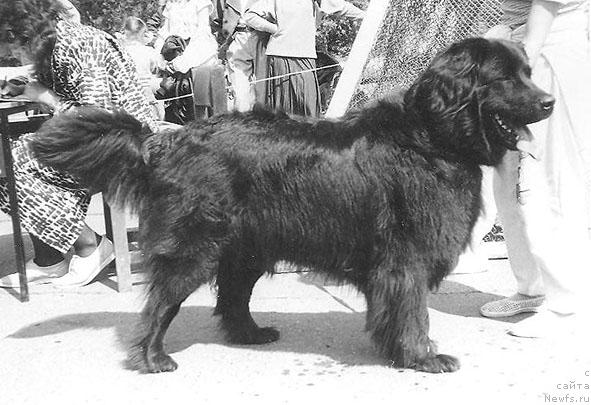 Фото: ньюфаундленд Panna Djekki Amar (Панна Джекки Амар)