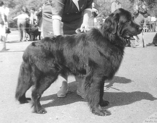 Фото: ньюфаундленд YUventa Seyver (Ювента Сейвер)