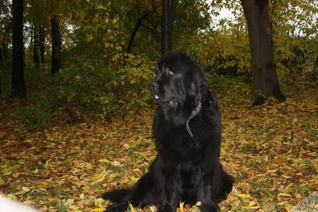 Фотография № 78492