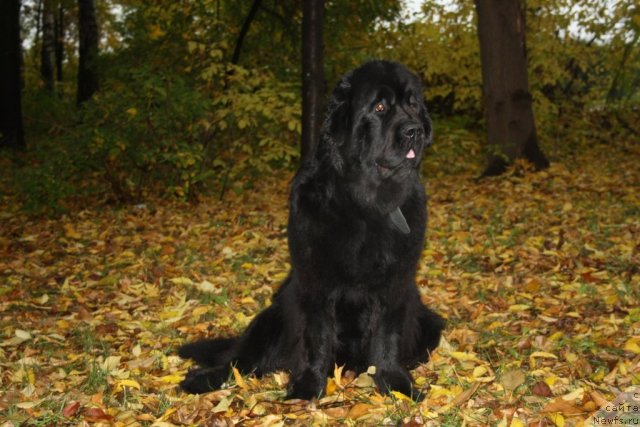 Фотография № 78494