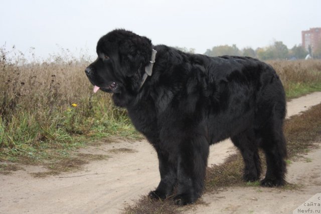 Фотография № 78495