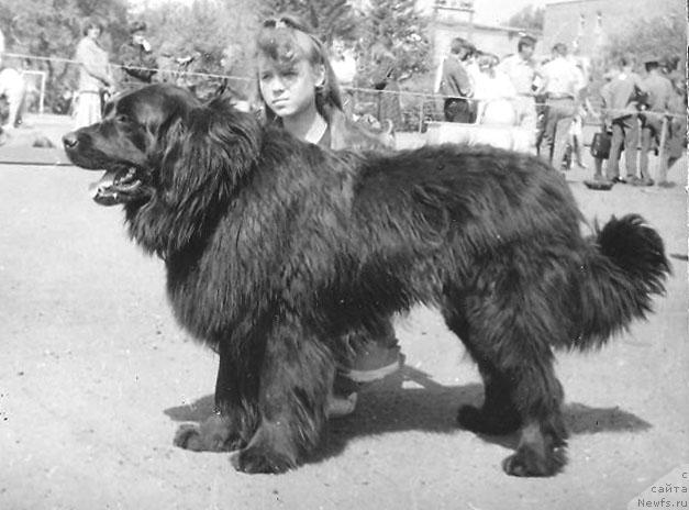 Фото: ньюфаундленд Firs Sol'd of Layf Seyver (Фирс Сольд оф Лайф Сейвер)