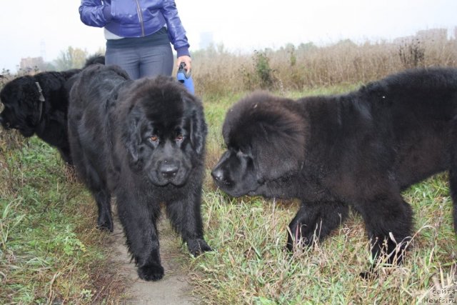 Фотография № 78507