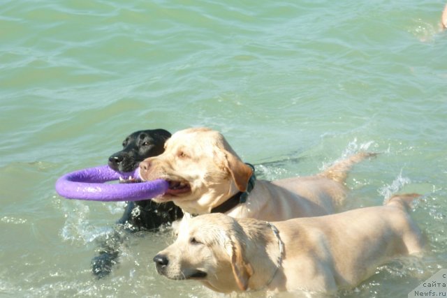 Фотография № 78509