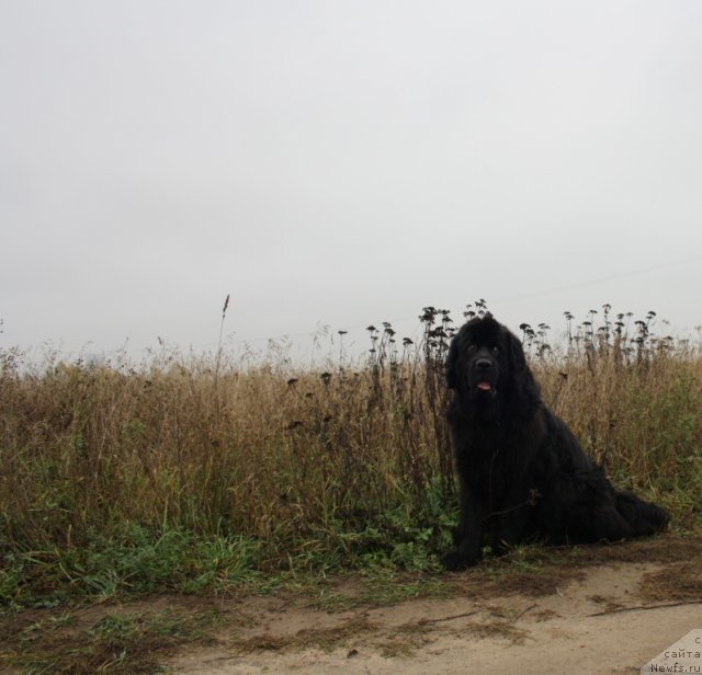 Фотография № 78510