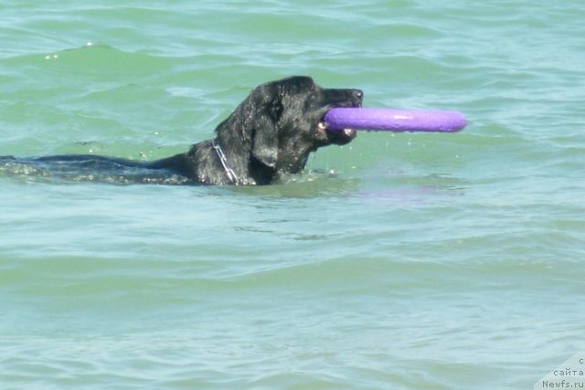 Фотография № 78517