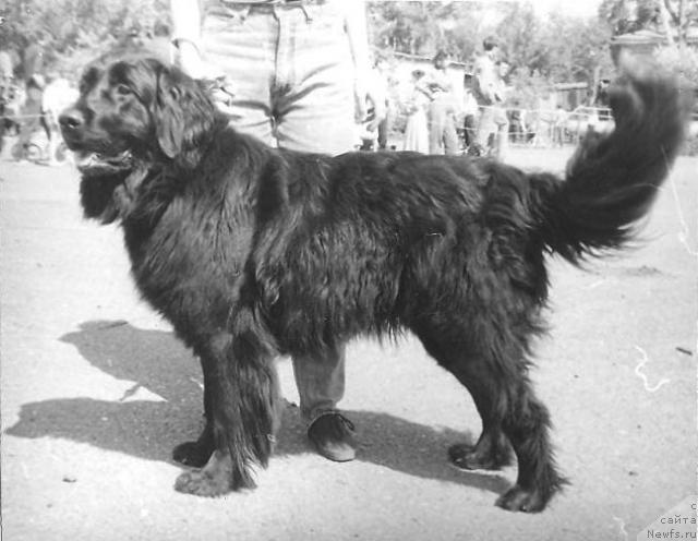 Фото: ньюфаундленд Fiona Sol'd of Layf Seyver (Фиона Сольд оф Лайф Сейвер)