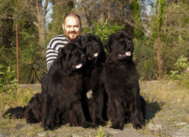 Фото: ньюфаундленд Slavjanka s Berega Dona (Славянка с Берега Дона), ньюфаундленд Mississippi-Missouri Goodie Midnight Lady, ньюфаундленд Spasatel' s Berega Dona (Спасатель с Берега Дона)