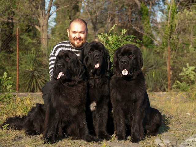 Фото: ньюфаундленд Slavjanka s Berega Dona (Славянка с Берега Дона), ньюфаундленд Mississippi-Missouri Goodie Midnight Lady, ньюфаундленд Spasatel' s Berega Dona (Спасатель с Берега Дона)