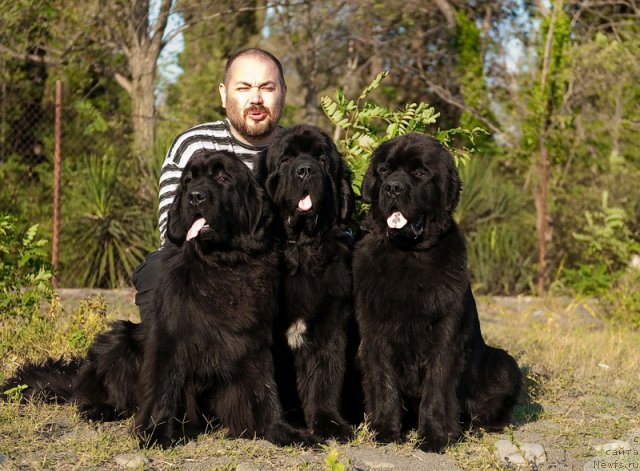 Фото: ньюфаундленд Slavjanka s Berega Dona (Славянка с Берега Дона), ньюфаундленд Mississippi-Missouri Goodie Midnight Lady, ньюфаундленд Spasatel' s Berega Dona (Спасатель с Берега Дона)