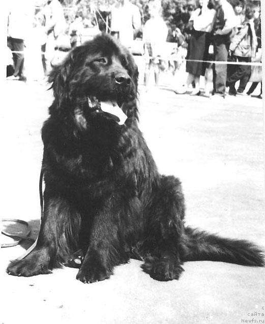 Фото: ньюфаундленд Urman YUsican (Урман Юсицан)