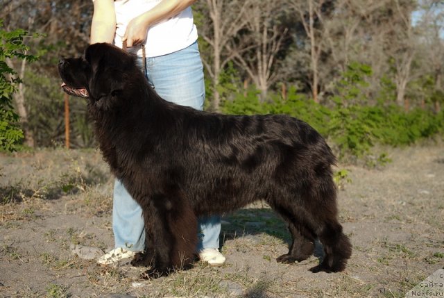 Фото: ньюфаундленд Slavjanka s Berega Dona (Славянка с Берега Дона)