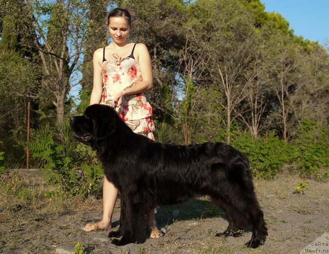 Фото: ньюфаундленд Spasatel' s Berega Dona (Спасатель с Берега Дона)