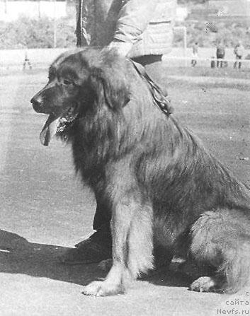 Фото: ньюфаундленд Arto SHef (Арто Шеф)