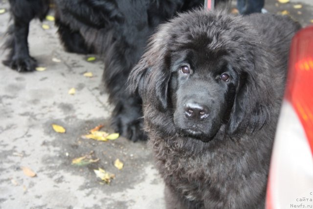 Фотография № 78546