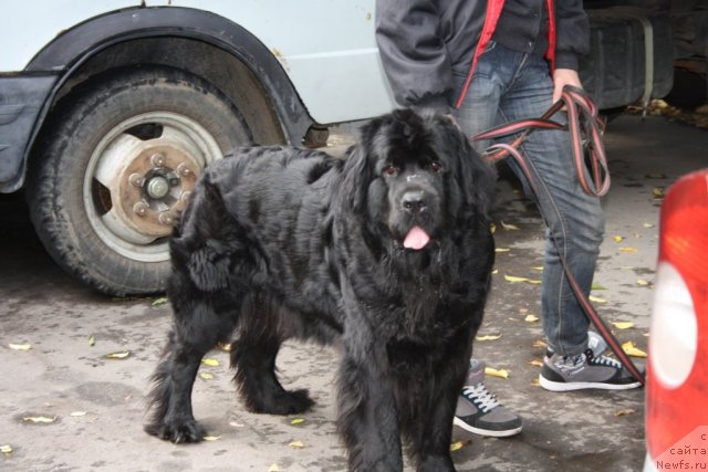 Фотография № 78548