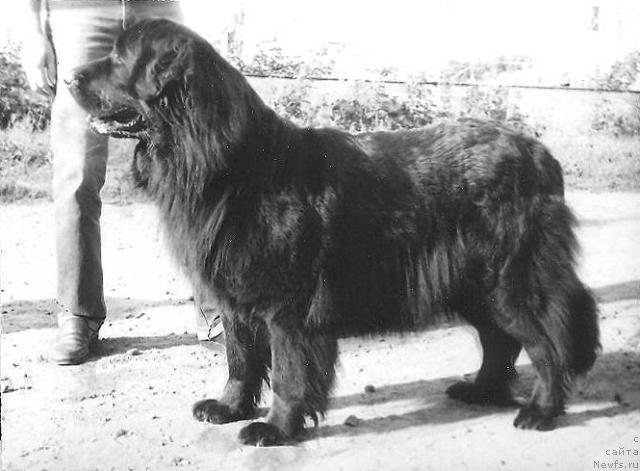 Фото: ньюфаундленд Karmensita A Adbess Al'ter YEgo (Карменсита А Адбесс Альтер Эго)