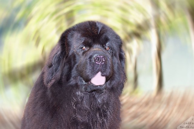 Фото: ньюфаундленд Potap Fidel' (Потап Фидель)